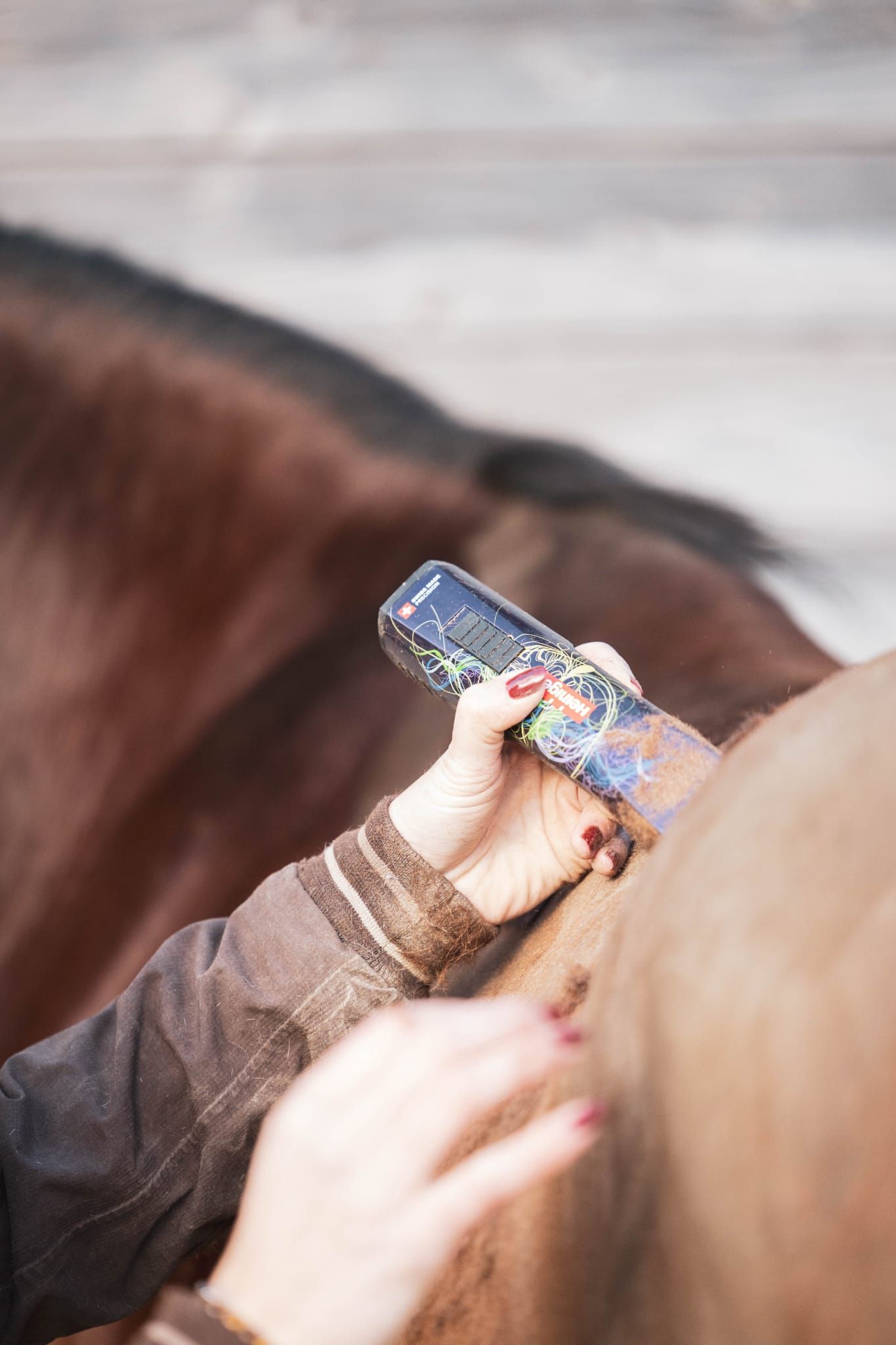 Tonte d’un cheval avec tondeuse professionnelle en location chez Cap Horse à Ornex, Pays de Gex